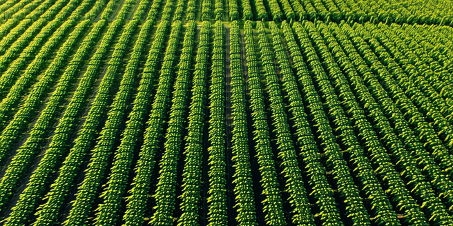 Ai In Precision Agriculture