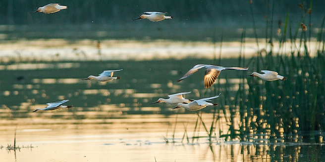 Wearables In Wildlife Conservation Studies